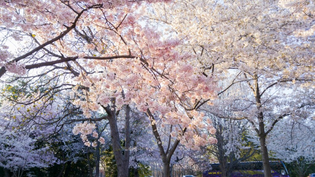 kinh nghiệm du lịch bờ đông nước mỹ - Washington D.C mùa hoa anh đào nở