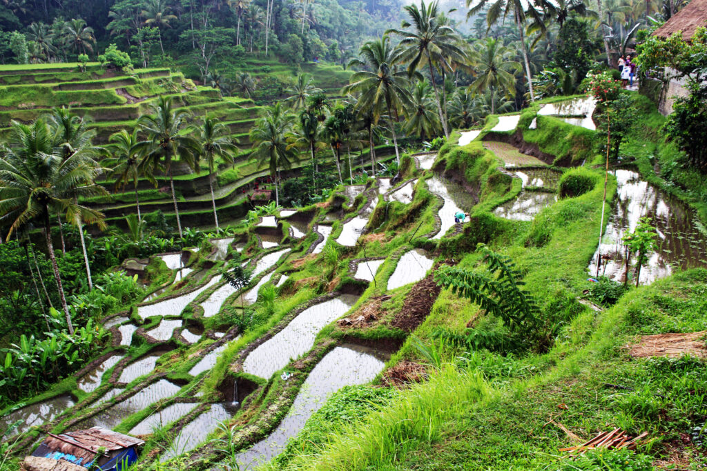 Ruộng bậc thang Tegallalang xanh mướt dưới ánh nắng mùa khô tại Ubud, Bali